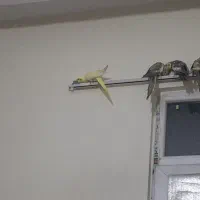 عروس هلندی