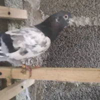 کبوتر پرشی|پرنده|رشت, سعدی (تختی)|دیوار