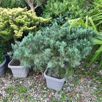 تولید و عرضه انواع و گیاه