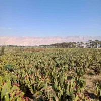 میوه کاکتوس اپونتیا تازهچین و درجهیک|گل و گیاه طبیعی|شیراز, معالیآباد|دیوار