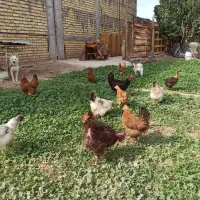 مرغ گلپایگانی و گلین