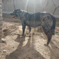 سگ ماده خراسانی