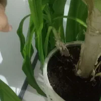 گل سوسن عنکبوتی شبیه گل ذرتی با چند تا پاجوش بزرگ|گل و گیاه طبیعی|صدرا-فارس, فاز ۱|دیوار