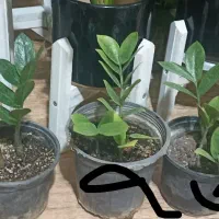 هدیه روز مادر|گل و گیاه طبیعی|خواف, |دیوار