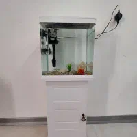 آکواریوم شرکتی|ماهی|گلبهار, شهر جدید گلبهار|دیوار