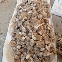 سیر درشت محلی