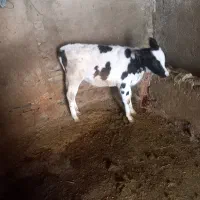 گاوگوساله|حیوانات مزرعه|بروجرد, |دیوار