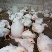 مرغ گوشتی ارگانیک