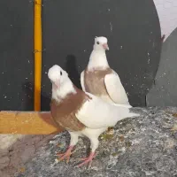 کبوتر|پرنده|کرج, باغستان|دیوار