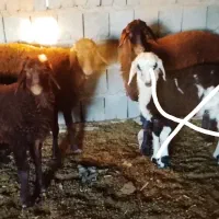 بره سالم|حیوانات مزرعه|تربت جام, جلگه موسی آباد|دیوار