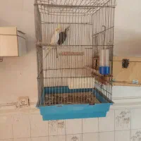فروش طوطی عروس هلندی