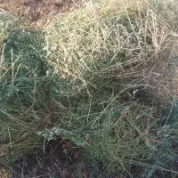 یونجه خالص تابستان