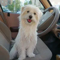 گمشده در فاز 11