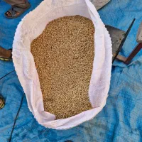 بذر گندم تیرگان