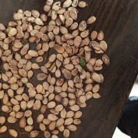 تخم هندوانه خام آجیلی