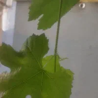 برگ مو|خوردنی و آشامیدنی|نجفآباد, فردوسی شمالی|دیوار