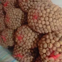 گردو تازه|خوردنی و آشامیدنی|کوزران, |دیوار