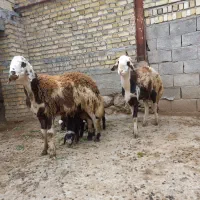 بره پلنگی