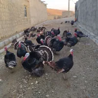 بوقلمون آماده برای شب یلدا|حیوانات مزرعه|دیواندره, |دیوار