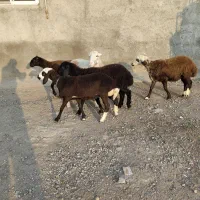 5راس توقلی ماده زیر قوچی درجه یک|حیوانات مزرعه|مزرعه کتول, |دیوار