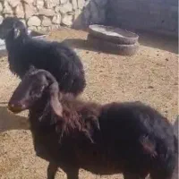 بره قوچ هموزیگوت