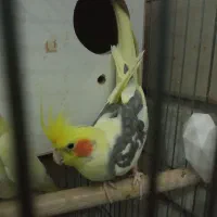 عروس لوتینو و دو کتی