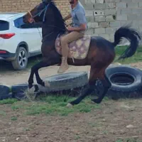 سیلمی کورد|اسب و تجهیزات اسبسواری|کرمانشاه, |دیوار