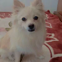 سلام فروش سگ پامر