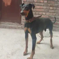 سگ دابرمن نگهبان