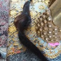 فروش موی طبیعی