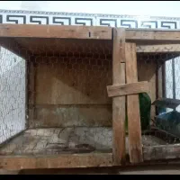 جفت کن کبوتر