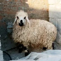 بره نر .بره چاق