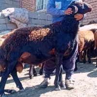 قوچ شیشک