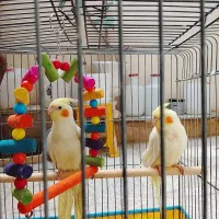 عروس هلندی