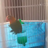 طوطی برزیلی|پرنده|مشکین‌دشت, |دیوار