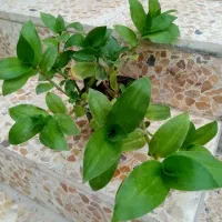 گل طبیعی|گل و گیاه طبیعی|خرمآباد, |دیوار
