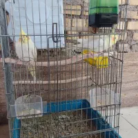 یک جفت عروس هلندی|پرنده|خرمشهر, |دیوار