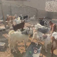 گوشت‌کهره‌موجوده|حیوانات مزرعه|جم, |دیوار