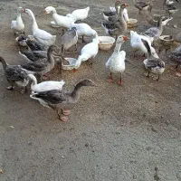 قوغاز|حیوانات مزرعه|لوندویل, |دیوار