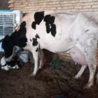 گاو ۲۵ کیلو شیر