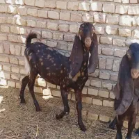بزغاله پاکستانی کامورایی چهل خال بز نربز