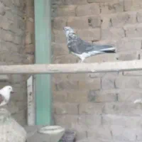 کبوتر تهرانی پرشی|پرنده|محمدشهر, همایون ویلا|دیوار