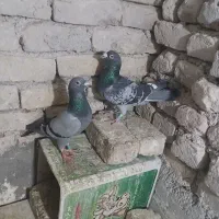 کفتر سار هفت رنگ و آلمانی پلاکی