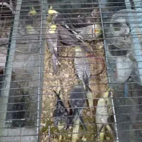 طوطی عروس هلندی