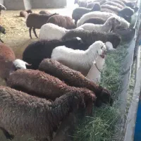 بره پرواری