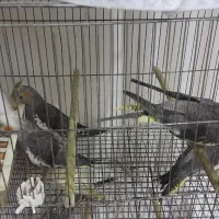 ۴ عددجوجه عروس هلندی ۳ماه ویک نر لوتیتو دستی|پرنده|لاهیجان, گلستان|دیوار