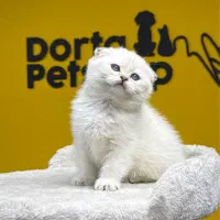 اسکاتیش سیلور کیفیت هیولا (چشم آبی)