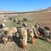 س فروش گله میش|حیوانات مزرعه|کیار, |دیوار
