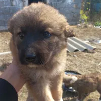 دوتا توله سگ دوماهه نر|سگ|شیرگاه, |دیوار