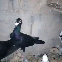 کبوتر کاریر یا کریر  طوقی کینگ مسافتی|پرنده|اشکنان, |دیوار